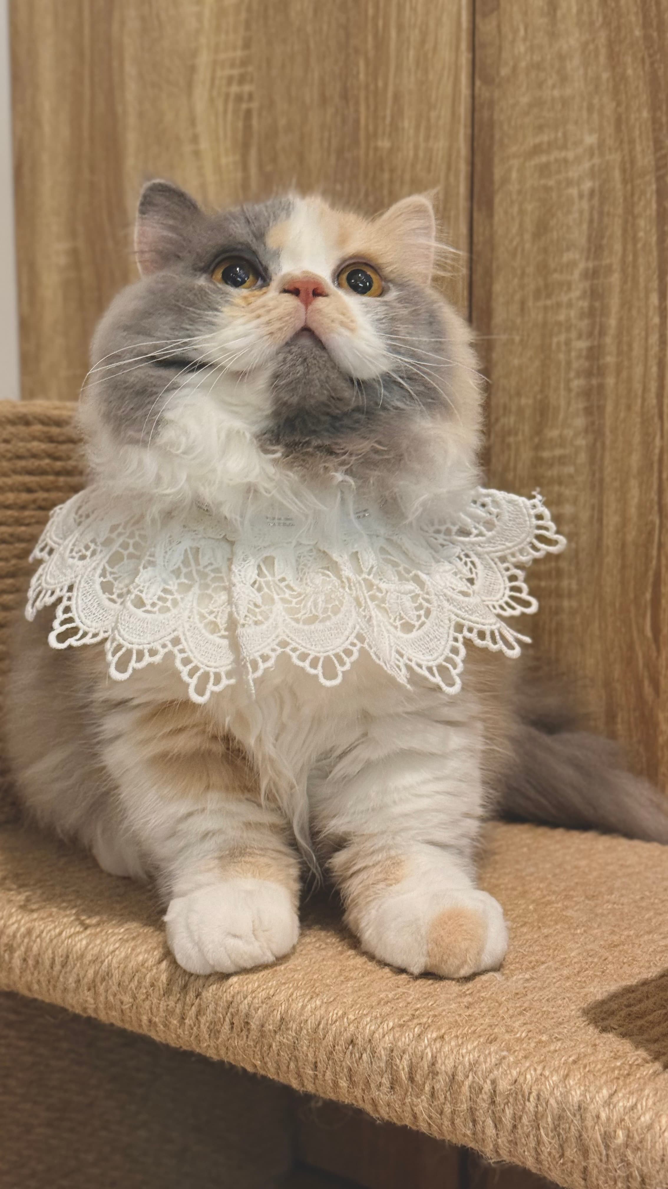 Hana