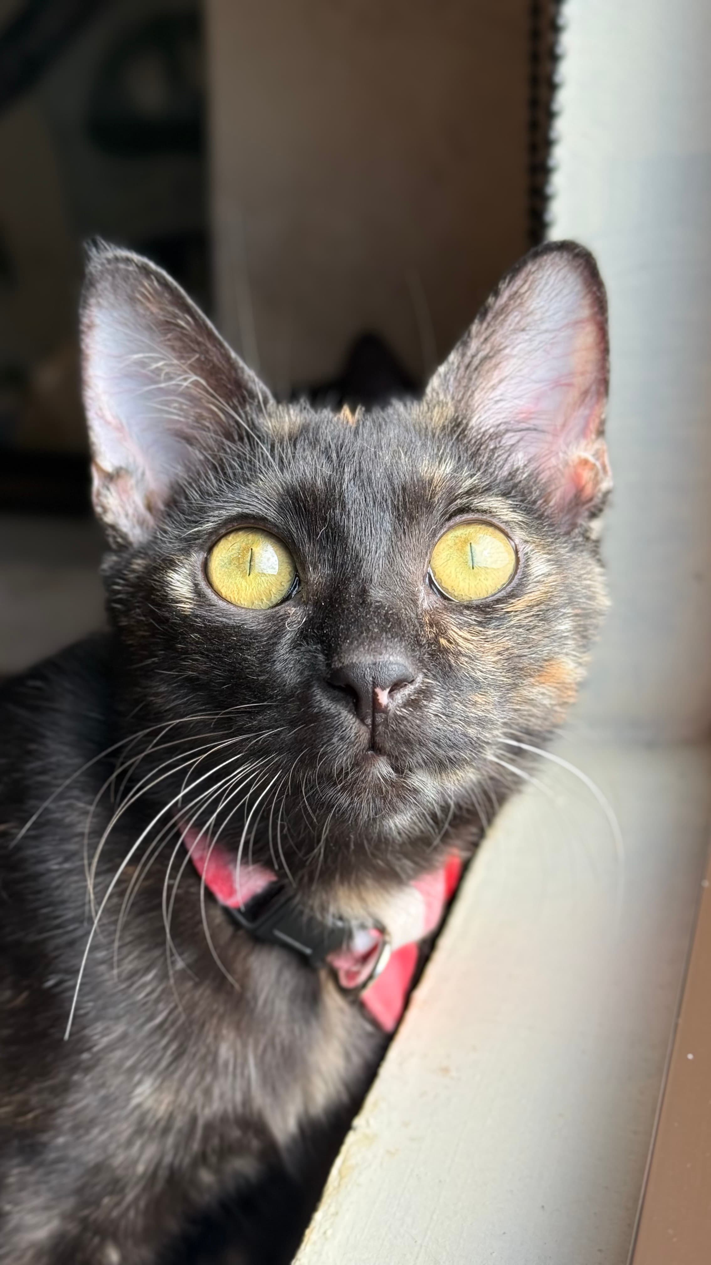 Oreo